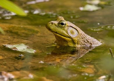 Male bullfrog in the pond