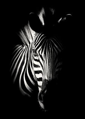Zebra Head Close Up