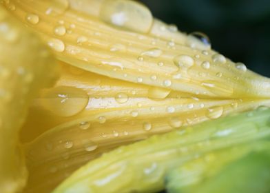 Rain drops on lily