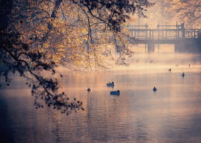Autumn morning by the lake