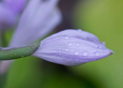 Droplets on Hosta flower