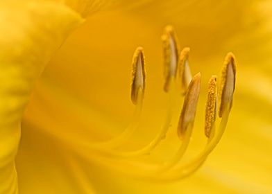 Yellow lily closeup