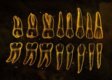 Teeth Diagram Gold