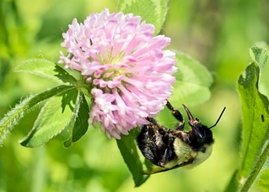 Bumblebee on clover