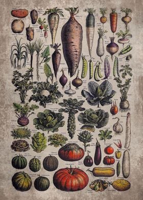 Vintage Vegetable Art