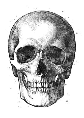 Skull Human 