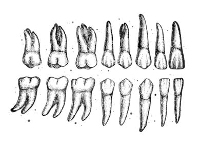 Teeth Dental Diagram