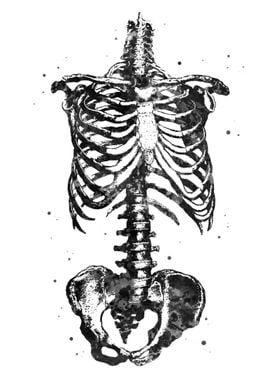 Torso Skeleton Anatomy