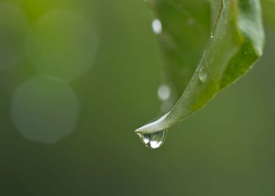 Water drop on leaf