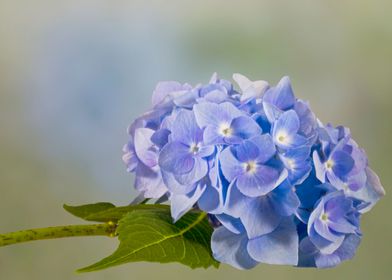 Blue hydrangea flower stem