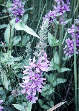 Violet riverside flowers