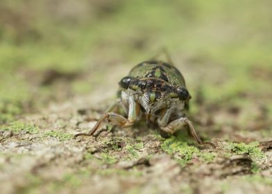 Cicada climbing a tree