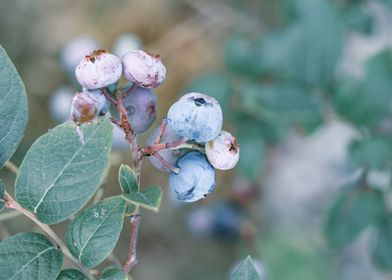 Ripening blueberries