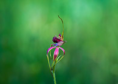 A Spider Orchid On Green