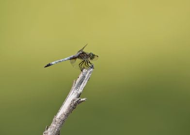 Dragonfly on stick