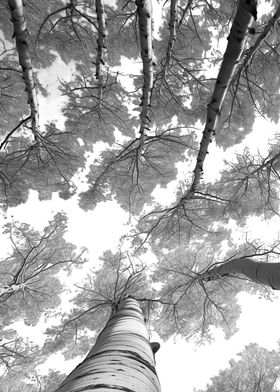 Through The Birch B and W