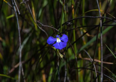 A small blue flower