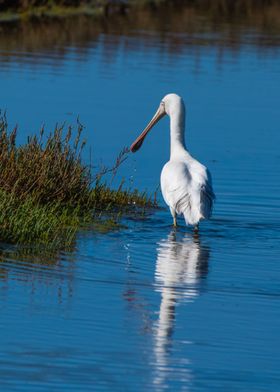 Spoonbill Western Oz