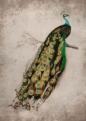 Vintage Indian Peacock