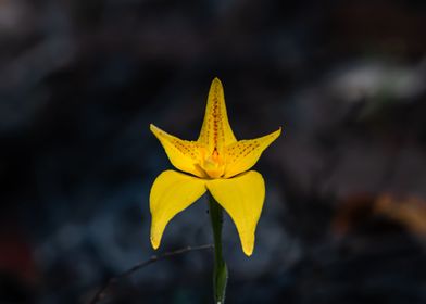 Cowslip Orchid