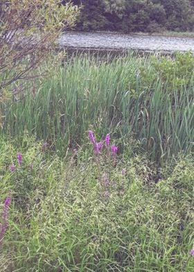 Riverside cattails