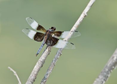 Widow skimmer dragonfly