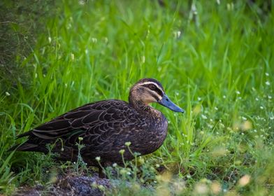 A duck in the grass