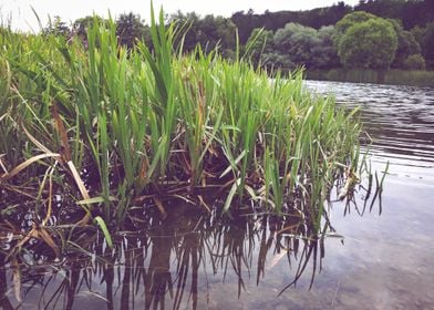 Grass on the riverside