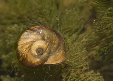 Shell in algae