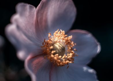 Anemone, pink macro flower