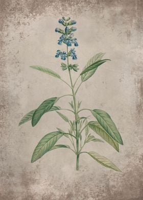Sage Herb Flower
