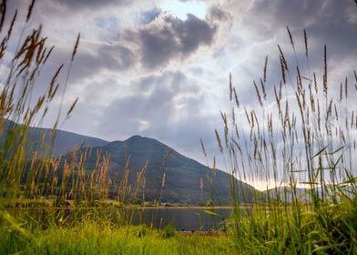 Through a Grass