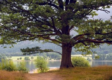 Under a Large Tree