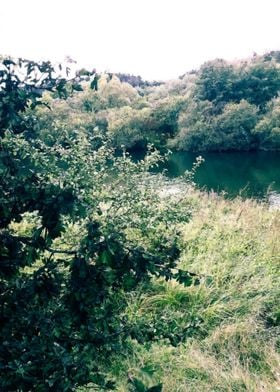 Trees on the riverside