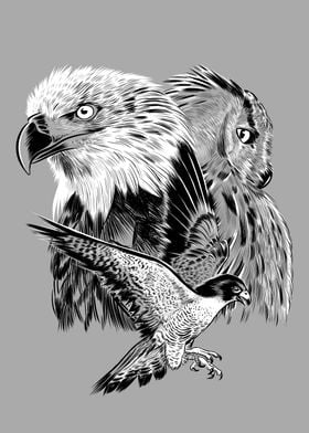 Eagle hawk and owl