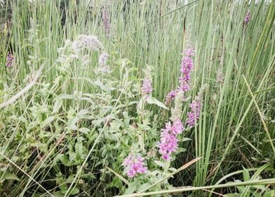 Wildflower by the river