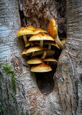 Shaggy Scalycap mushrooms