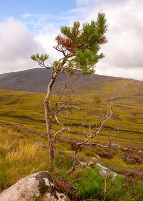 Tree on a Rock