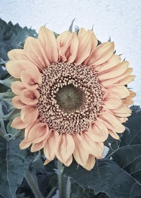 Orange sunflower