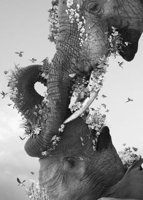 Elephant and Birds