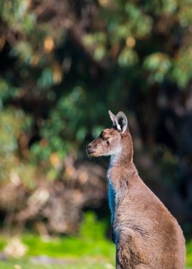 Roo in the sun