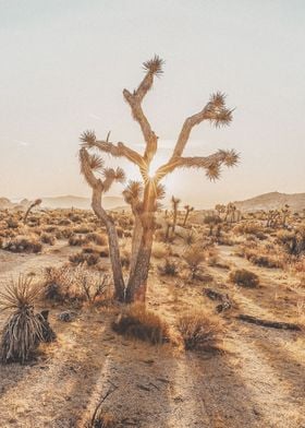 Desert Plant