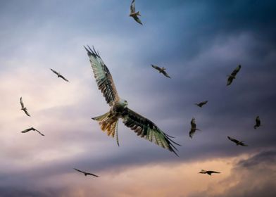 Red Kite feeding time