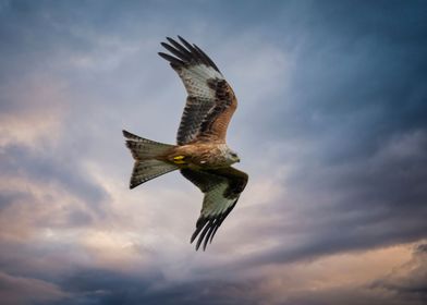 Red Kite in flight