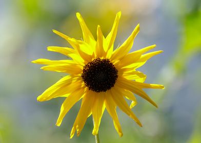 The yellow sunflower