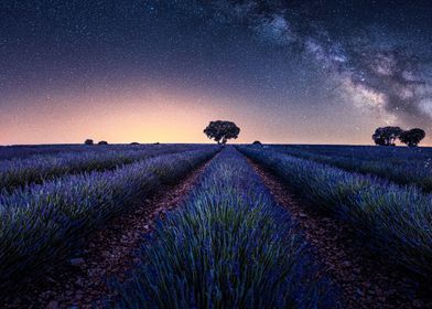 Lavender fields