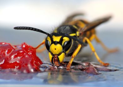 Wasp eating jelly