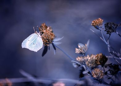 Butterfly on the meadow