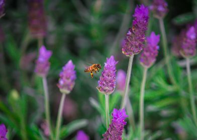 Lavender Bee