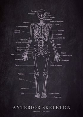 Anterior Skeleton
